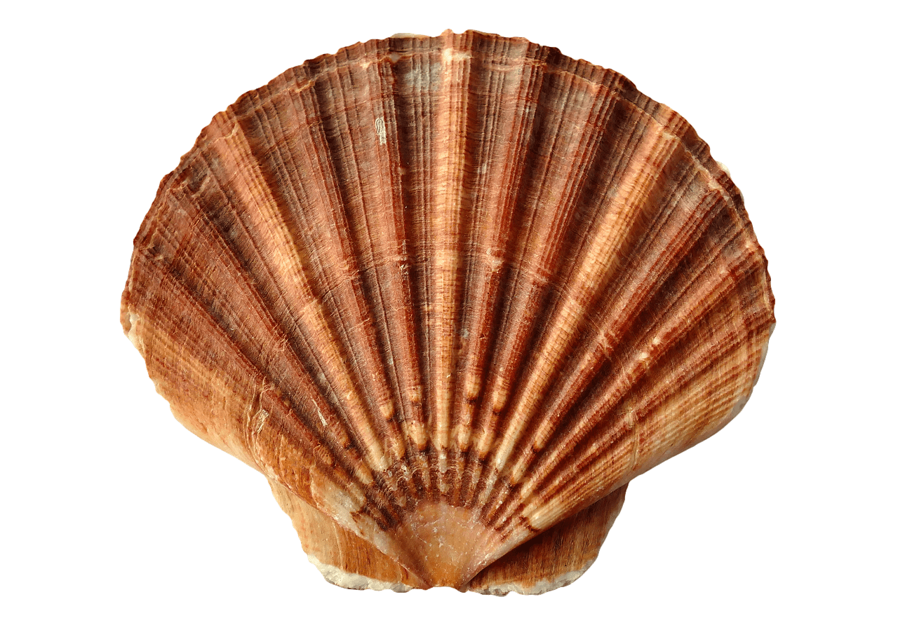 une coquille saint jacques