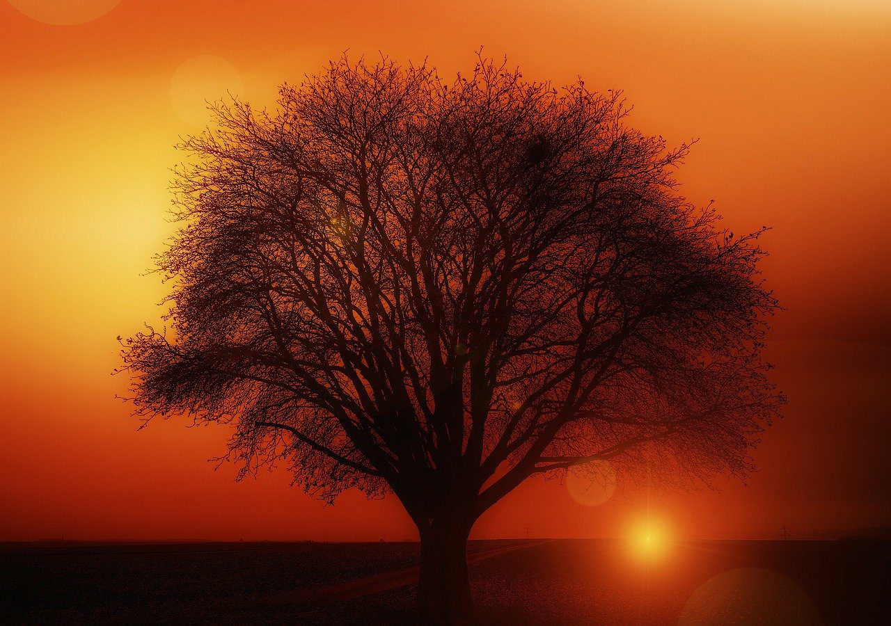 tree, sunset, silhouette-117582.jpg