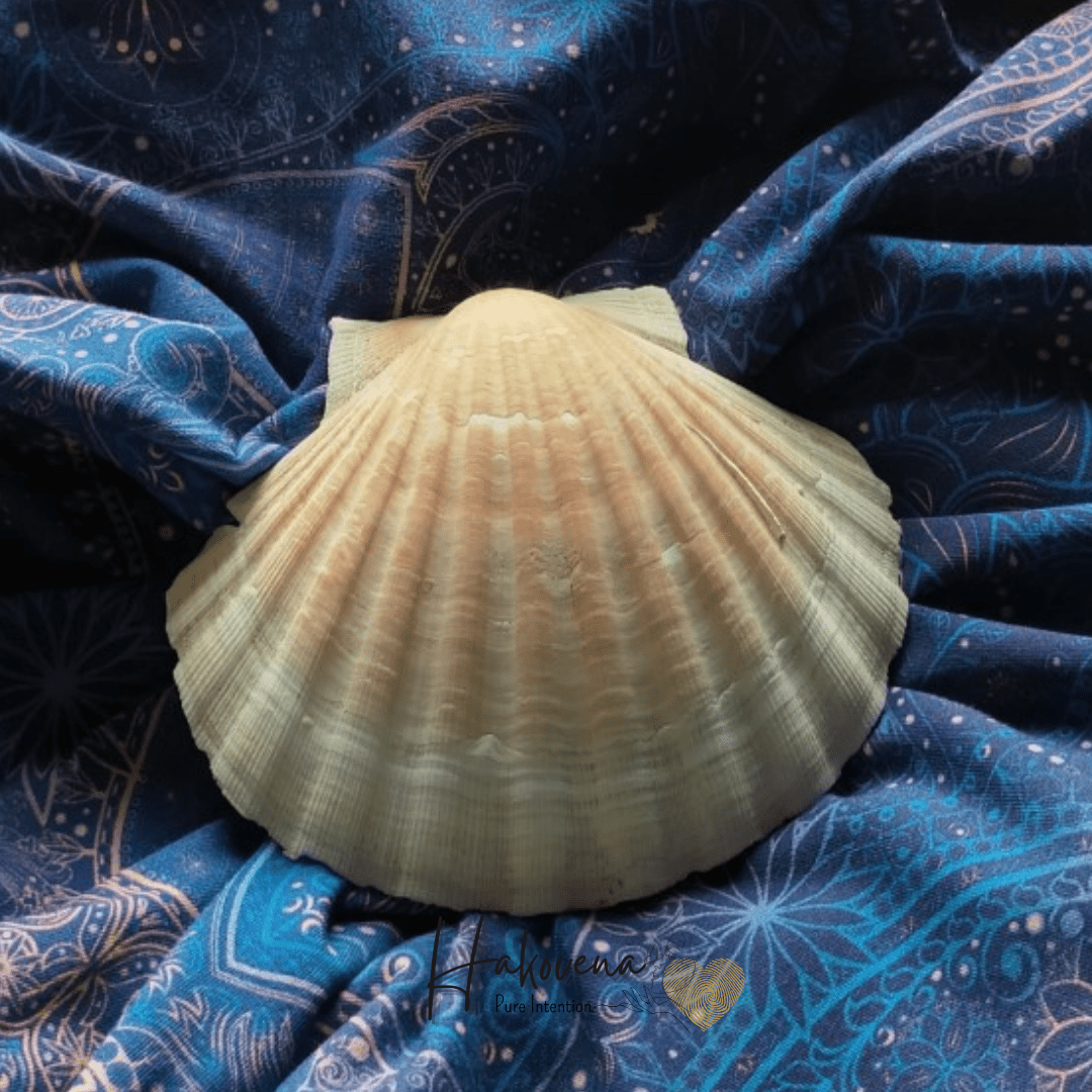 Coquille saint jacques - photo Hakovena