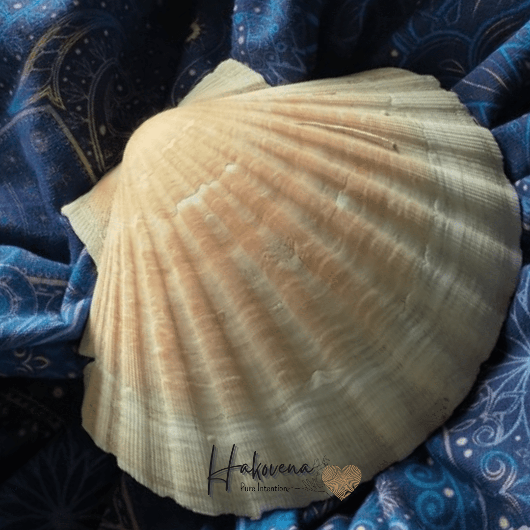 Coquille saint jacques - photo Hakovena