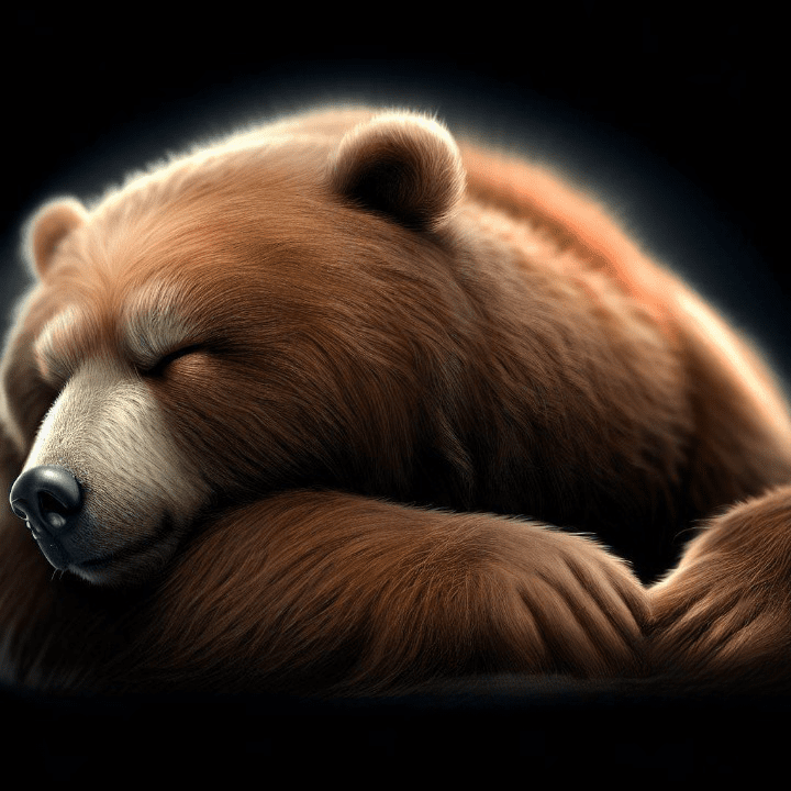 un ours dort