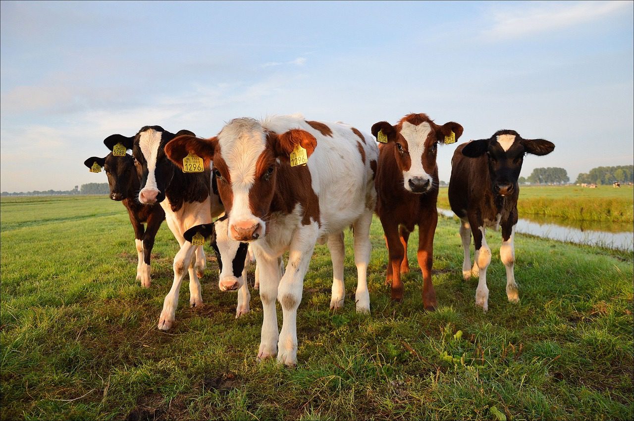 Animal totem : la vache