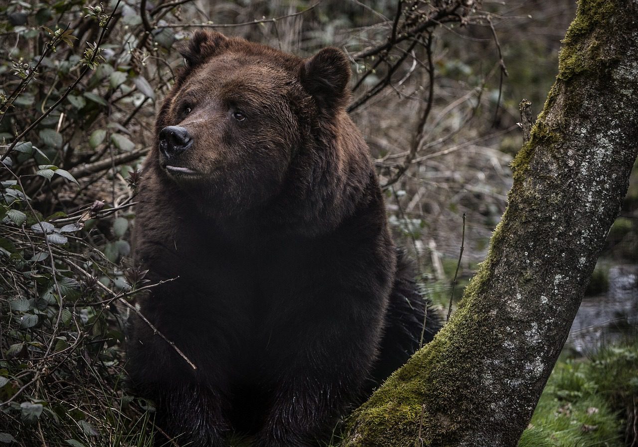 bear, forest, b-4674727.jpg